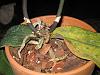 Phalaenopsis spike growths...-007-jpg
