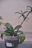Phalaenopsis spike growths...-dsc_f-jpg