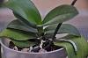 Phalaenopsis spike growths...-dsc_g-jpg