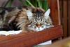 Maine coon-max-tired-jpg