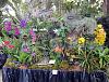 East Everglades Orchid Society Show Display, Aphrodite's Falls-displaywithtags_-jpg