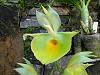 Catasetum pileatum var. &quot;Oro Verde&quot;-o50001-jpg