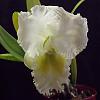 White Cattleya bloom-dscf0699-jpg