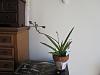 Orchids in &quot;water-minder&quot; pot + my 3 new orchids-img_7295-jpg