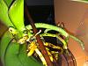 URGENT!Pest?Rotten roots, my phal has barely root left!:( IM NEW IN THE FORUM!HELP!-orchidyellow3-jpg