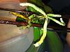 URGENT!Pest?Rotten roots, my phal has barely root left!:( IM NEW IN THE FORUM!HELP!-orchidyellow4-jpg