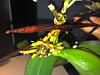 URGENT!Pest?Rotten roots, my phal has barely root left!:( IM NEW IN THE FORUM!HELP!-orchidyellow5-jpg