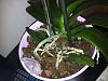URGENT!Pest?Rotten roots, my phal has barely root left!:( IM NEW IN THE FORUM!HELP!-orchidpink1-jpg