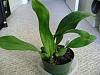 new plant(Trichopilia sauvis)-trichopilia-sauvis-jpg