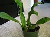 new plant(Trichopilia sauvis)-trichopilia-sauvis1-jpg