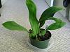 new plant(Trichopilia sauvis)-trichopilia-sauvis2-jpg