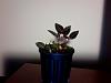 What is this orchid with purple leaves?-photo-2010-12-12-17-32-jpg