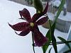 identify orchid please-066-jpg