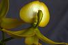 Cycnodes Taiwan Gold-cycnodes-taiwan-gold-orchis-007-jpg