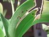 Dark spots on leaves, flower spike and buds-ap1010036-jpg