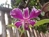 ID for 2 small orchids-purple-jpg