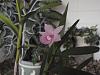 ID for 2 small orchids-pink-jpg