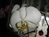 New phal noid-phal-noid-jpg