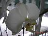 New phal noid-phal-noid-2-jpg