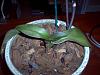 Dying Phal Needs Help, Soggy Leaves, Root Rot, and more-im000811-jpg