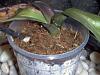 Dying Phal Needs Help, Soggy Leaves, Root Rot, and more-im000827-jpg