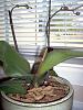 Dying Phal Needs Help, Soggy Leaves, Root Rot, and more-im000836-jpg