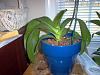 Dying Phal Needs Help, Soggy Leaves, Root Rot, and more-im000834-jpg