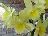 D. Yellow Song 'Canary' 2011-dendrobium-ys-canary-plus-1-11-051-jpg