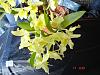 D. Yellow Song 'Canary' 2011-dendrobium-ys-canary-plus-1-11-053-jpg