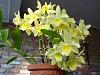 D. Yellow Song 'Canary' 2011-dendrobium-ys-canary-plus-1-11-057-jpg