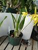 Thinning out the greenhouse...-flowers-003-jpg