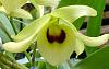 Dendrobium friedericksianum-dendrobium-friendricksianum-blossom-jpg