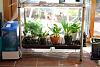 Do I need to protect fluorescents on grow shelf?-masdevalia-set-up_email_0229-jpg