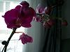 New Phal- suspect bad roots, drainage problems-flowers-jpg