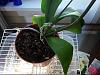 New Phal- suspect bad roots, drainage problems-leaves-jpg
