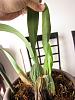 Spots on Colomanar Wildcat leaves, phalaenopsis roots Repotting issue-img_0462-jpg