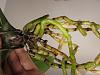 Spots on Colomanar Wildcat leaves, phalaenopsis roots Repotting issue-img_0464-jpg