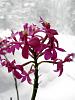 Amherst Orchid Society Show-epidendrum_email-5199-jpg