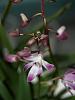 New orchids from seattle flower and garden show-p2275545-2-jpg