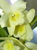 New orchids from seattle flower and garden show-p2275547-2-jpg