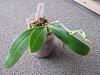Help spike on Phalaenopsis stuartiana var. nobilis x Sedirea japonica turning yellow-img_2855-jpg
