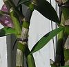small black protruding spots on dendrobium that is easily scraped off-img_8128_blackspot-jpg