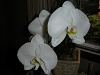 Picture of your noid phals-112-jpg
