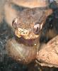 Slug Eating Snakes, a dream come true!-pareas-carinatus-eating-4-jpg