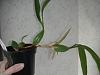 Coelogyne Cristata var alba - question about supporting growth-dscn1200-jpg