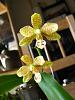 Phalaenopsis stuartiana var. nobilis x Sedirea japonica-img_2937-jpg