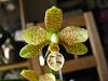 Phalaenopsis stuartiana var. nobilis x Sedirea japonica-img_2938-jpg