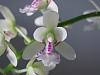 Phalaenopsis stuartiana var. nobilis x Sedirea japonica-img_1046-jpg