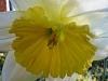 Blooms of the 2011 growing season thread-daffodil02-jpg
