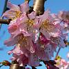 Blooms of the 2011 growing season thread-cherryblossoms02-jpg